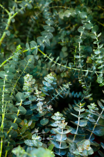 istock Eucalyptus and winter plants 1288648540