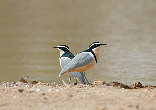 Egypt. Sharm el-Sheikh. Hoopoe bird on the grass. The animal world of Africa.