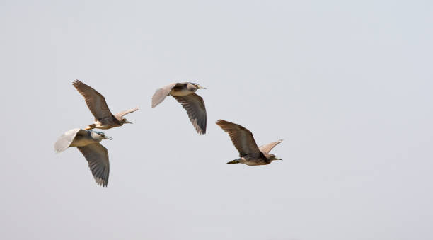 istock Birds in The gambia 1288648628