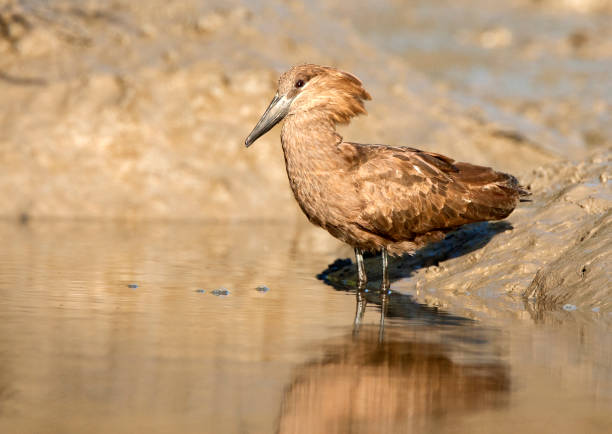 Hamerkop