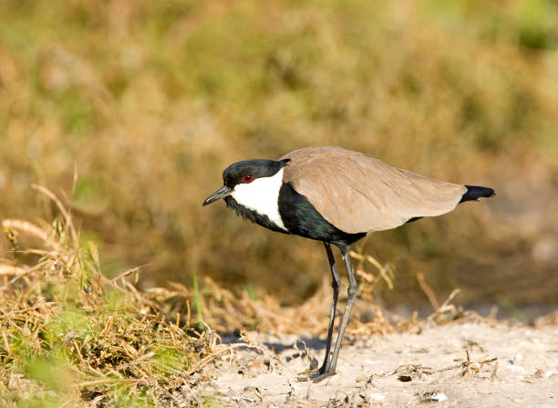 Sporenkievit, Spur-winged Plover