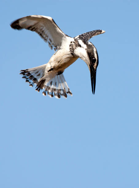 istock Birds in The gambia 1288649323