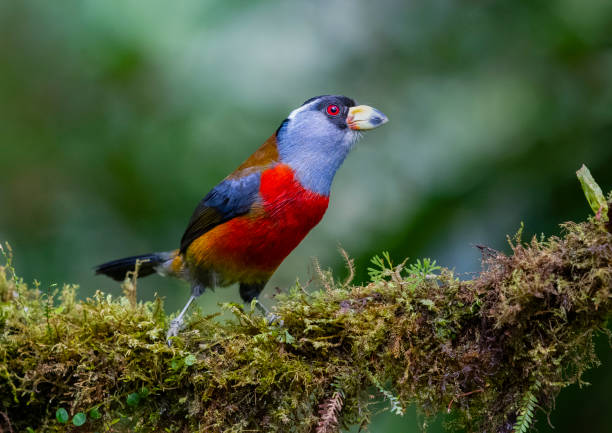 istock Toucan barbet, male bird 1288649549