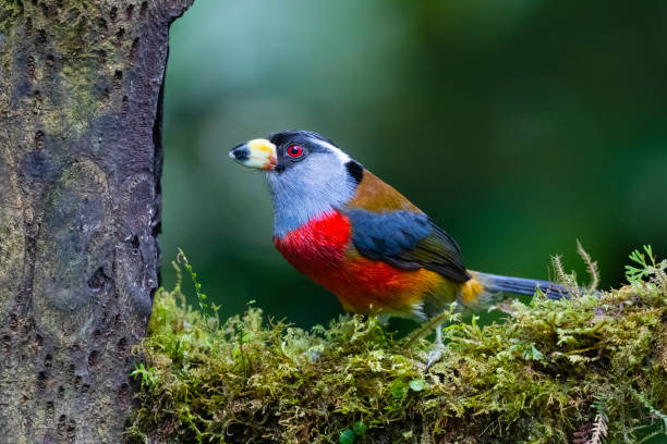 istock Toucan barbet, male bird 1288649706