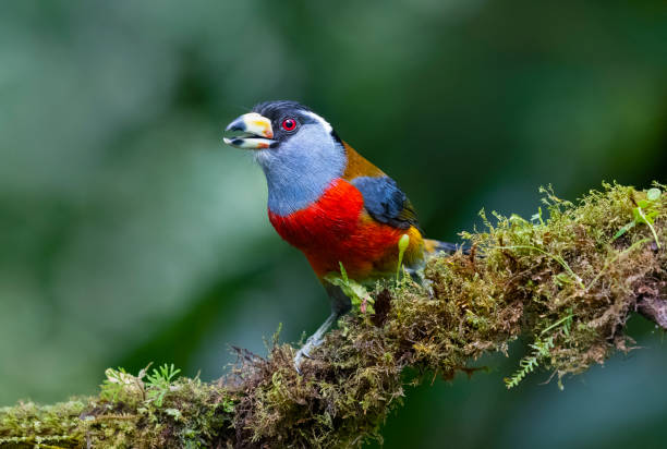 istock Toucan barbet, male bird 1288650004