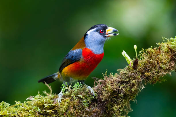 Toucan barbet, male bird