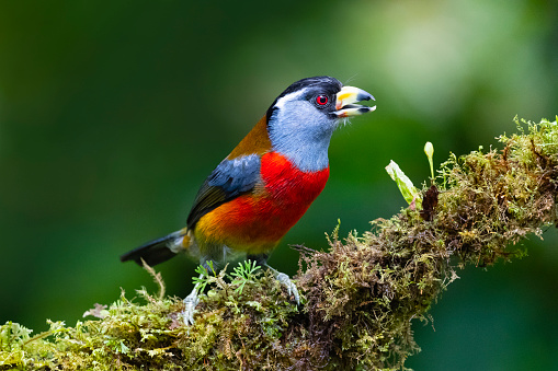 Toucan barbet, semnornis ramphastinus. Beautiful colourful male bird in western Ecuador. The species is considered to be near threatened, rarely seen.