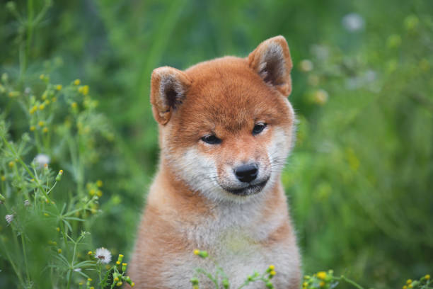beautiful and happy red shiba inu puppy sitting in the green grass and flowers in summer. Close-up Portrait of beautiful and happy red shiba inu puppy sitting in the green grass and flowers in summer. Cute and funny japanese red dog posing in the meadow. shiba inu stock pictures, royalty-free photos & images