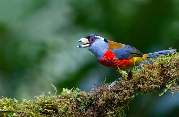 istock Toucan barbet, male bird 1288650902