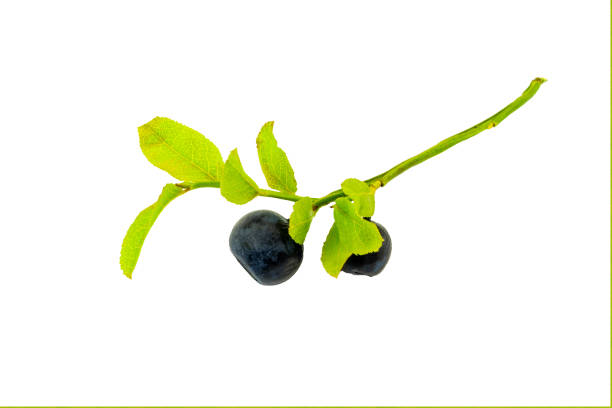 istock Forest blackberry isolated on white background. 1288653795