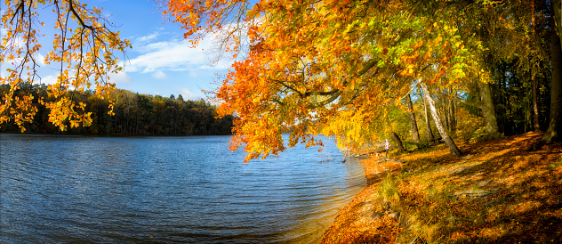 Yellow and orange leaves falling into the clear water of a lake in Yedigoller, Bolu. Autumn leaves falling from the branches of the trees into the lake.Turkey