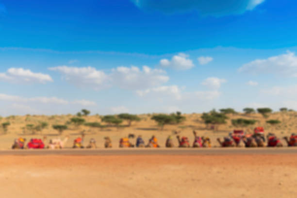 Blurred image of camels with traditioal dresses, are waiting in series for tourists for camel ride at Thar desert, Rajasthan, India. Camels, Camelus dromedarius, are desert animals who carry tourists.