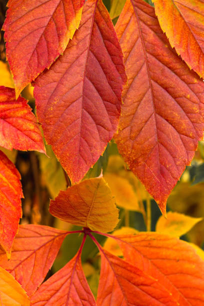 istock Bright golden red leaves in deep october 1288654348