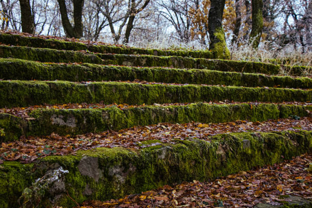 Stone stairs in the wilderness