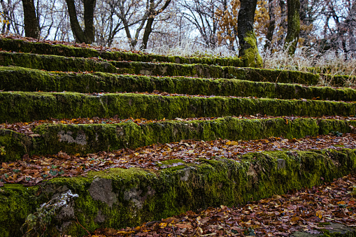 Stairs covered with moss in public park