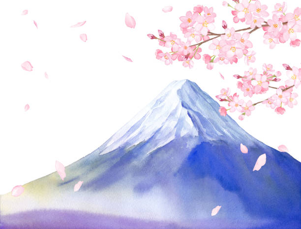 frühlingslandschaft in japan. blick auf kirschblüten und mt. fuji. aquarell-illustration auf weißem hintergrund. - dormant volcano illustrations stock-grafiken, -clipart, -cartoons und -symbole