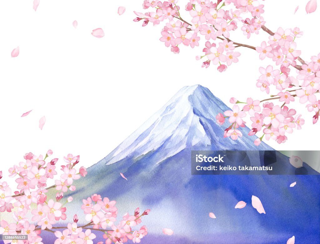 Phong Cảnh Mùa Xuân Ở Nhật Bản Quang Cảnh Hoa Anh Đào Và Núi Phú Sĩ Hình  Minh Họa Màu Nước Trên Nền Trắng Hình minh họa Sẵn có - Tải xuống