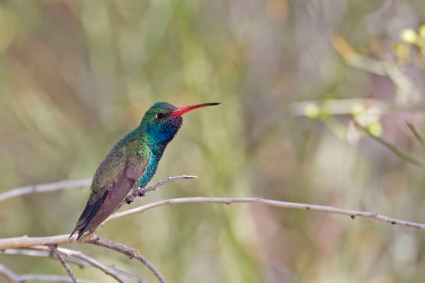 istock Broad-billed Hummingbird, Cynanthus latirostris, on perch 1288658024