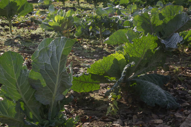 istock Collard plants in organic vegetable garden 1288658145
