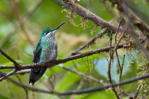 istock Female Green-crowned Brilliant, Heliodoxa jacula, on perch 1288658574