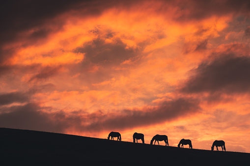 Horses graze on the hills at sunset. Silhouettes of horses against the purple sky with clouds. Beautiful autumn landscape. Gil-Su valley in North Caucasus, Russia
