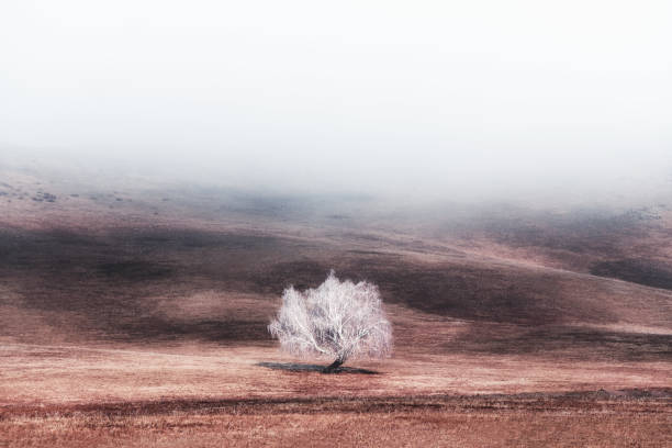 White frosted tree in the mountains in misty morning
