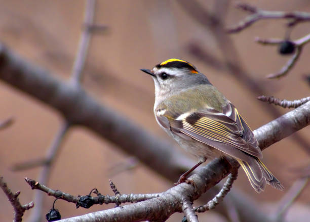 Golden-Crowned Kinglet
