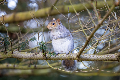 Squirrel in Royal Botanic Gardens, Edinburgh, Scotland