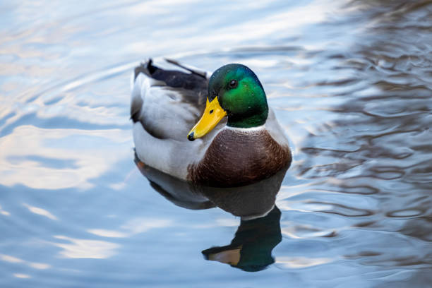istock Duck swimming in a pond 1288659636