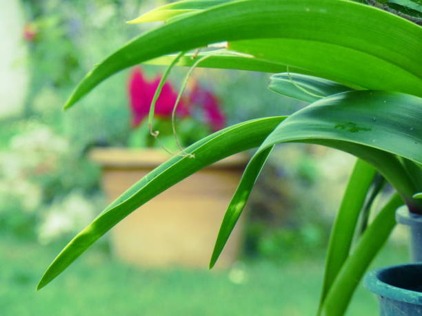 Pink flower in the green garden
