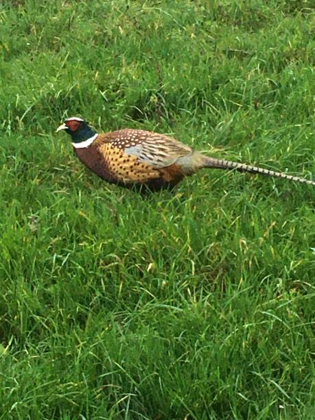 istock Male pheasant in the meadow 1288661825