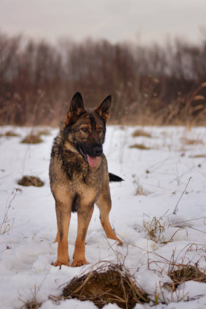 istock Dog portrait 1288663490