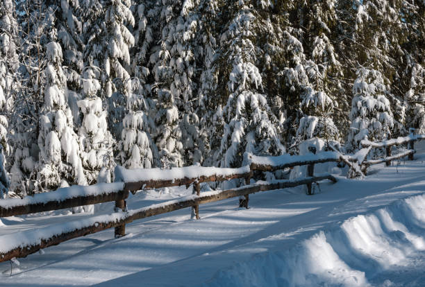 alpejski górski śnieżny zimowy las jodły i zaspy śniegu w pobliżu ogrodzenia drewnianego na drugorzędnym poboczu drogi - footpath european alps fence woods zdjęcia i obrazy z banku zdjęć