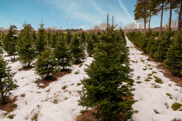 istock Rows of Christmas trees 1288664559