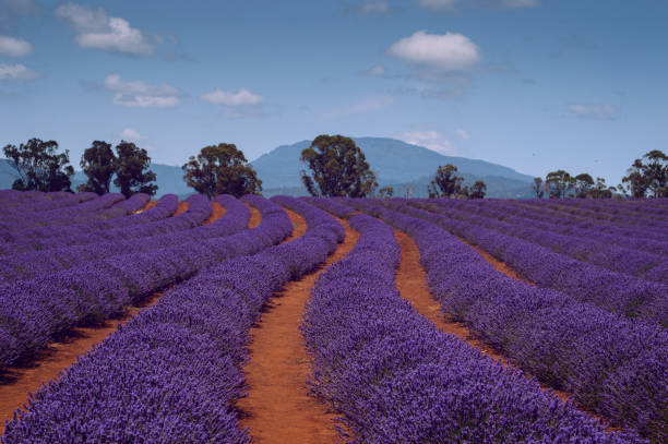 istock Rows of Lavender at a Lavender Farm 1288664801