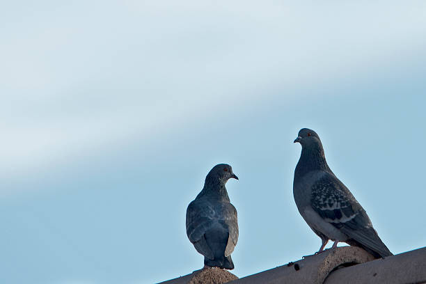 istock Two pigeons on a roof top looking at each other 1288665462
