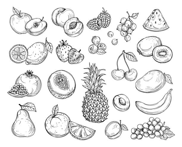 illustrations, cliparts, dessins animés et icônes de esquissez les fruits. melon fraise, mangue de pêche. ananas de banane, ensemble de vecteur tiré à la main de baies de fruit dessinés à la main - raspberry berry fruit fruit backgrounds