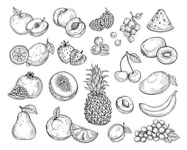 Sketch fruits. Strawberry melon, peach mango. Banana pineapple, raspberry grapes hand drawn fruit berry vector set Sketch fruits. Strawberry melon, peach mango. Banana pineapple, raspberry grapes hand drawn fruit berry vector set. Illustration of melon and banana, cherry and lemon mango fruit drawing stock illustrations