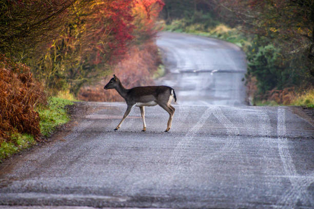 istock The deer crossing the road 1288666100