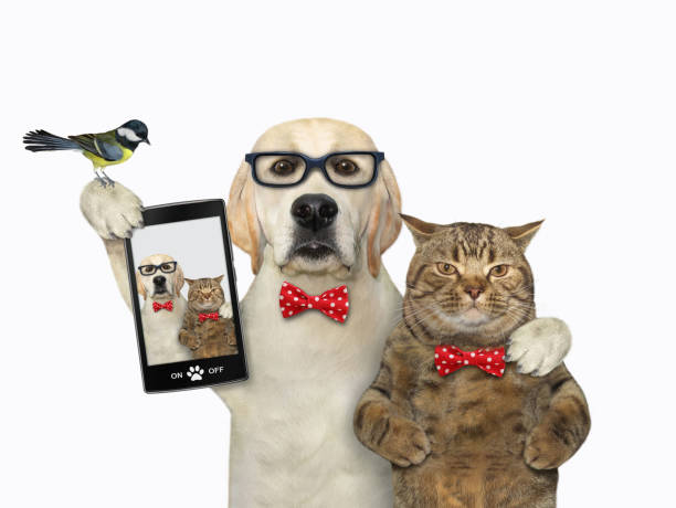 istock Dog takes selfie with2 cat 1288666119