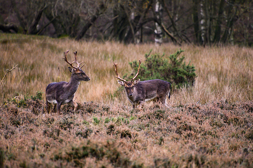 Two beautiful Fallow deer stags just before their breakfast