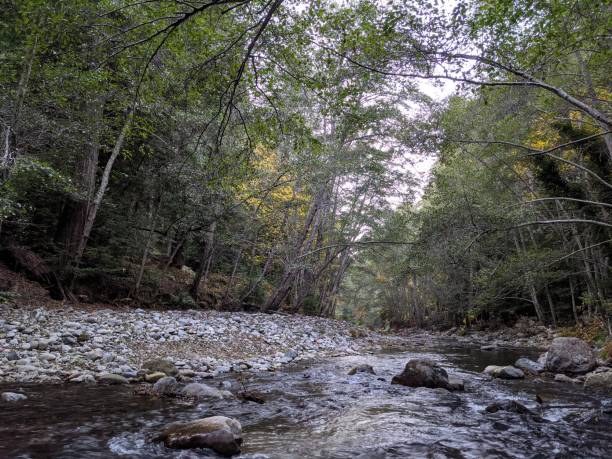 istock Big sur river morning california 1288666251