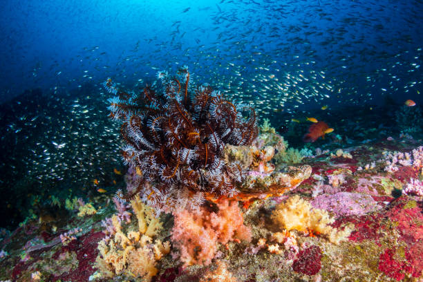 istock Tropical fish around a bright, colorful tropical coral reef 1288668992
