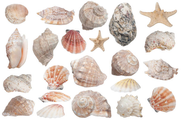 istock many beautiful seashells isolated on white background 1288669923