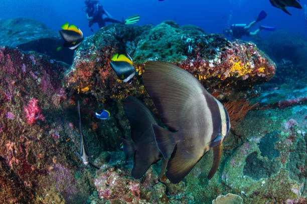 Batfish with background SCUBA divers on a coral reef (Koh Tachai, Similan Islands) Batfish with background SCUBA divers on a coral reef (Koh Tachai, Similan Islands). longfin spadefish stock pictures, royalty-free photos & images