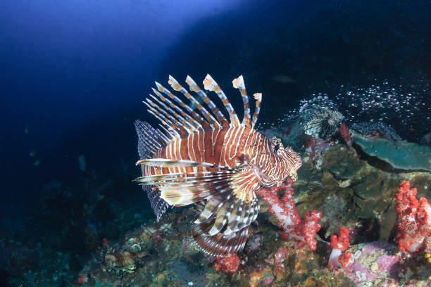 istock Predatory Lionfish surrounded by tropical fish on a coral reef in Thailand 1288670330