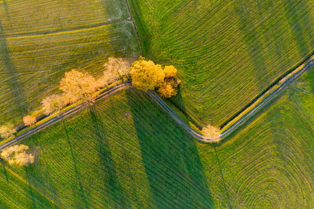 Aerial view of a country road through fields and some trees. Looks like a green stock index.