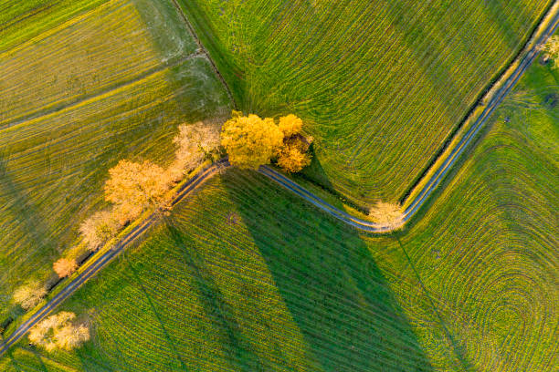 Aerial view of a country road through fields and some trees. Looks like a green stock index.