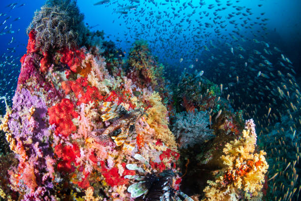 istock Lionfish and beautiful soft corals on a tropical coral reef (Koh Bon) 1288670700