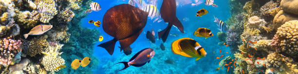 istock Underwater Colorful Tropical Fishes. 1288671809